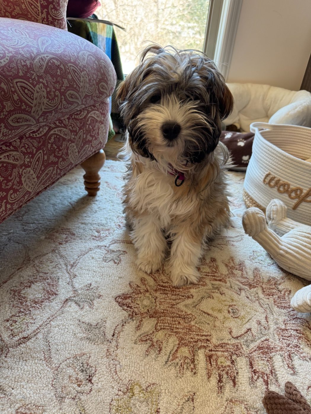 Penelope sitting on a patterned rug