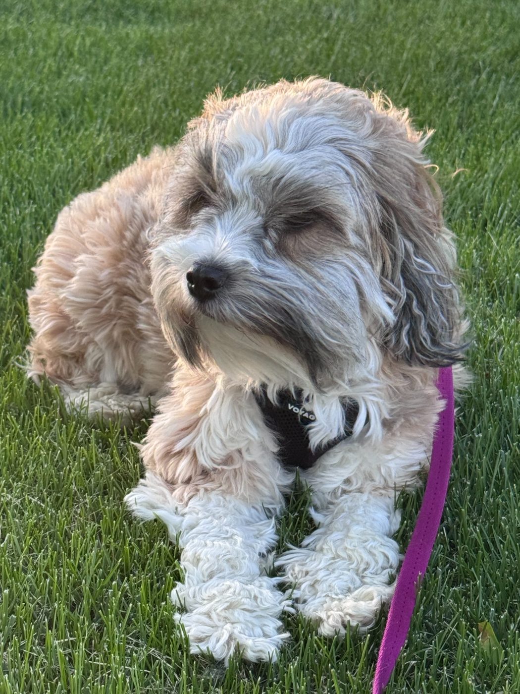 Penelope resting in the grass