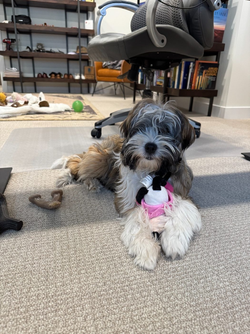 Penelope with a toy in the home office