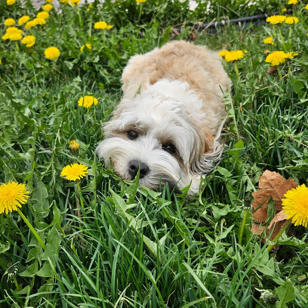 Penelope nestled among dandelions